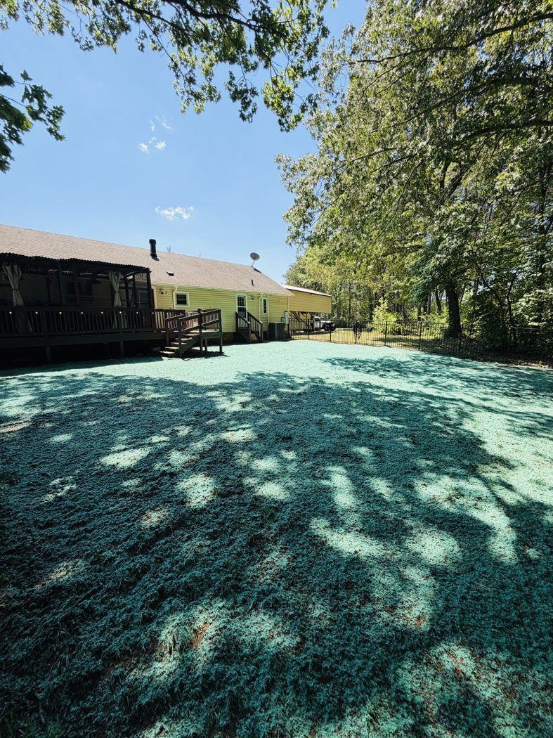 Backyard hydroseed with dappled tree shade, Carolina NC