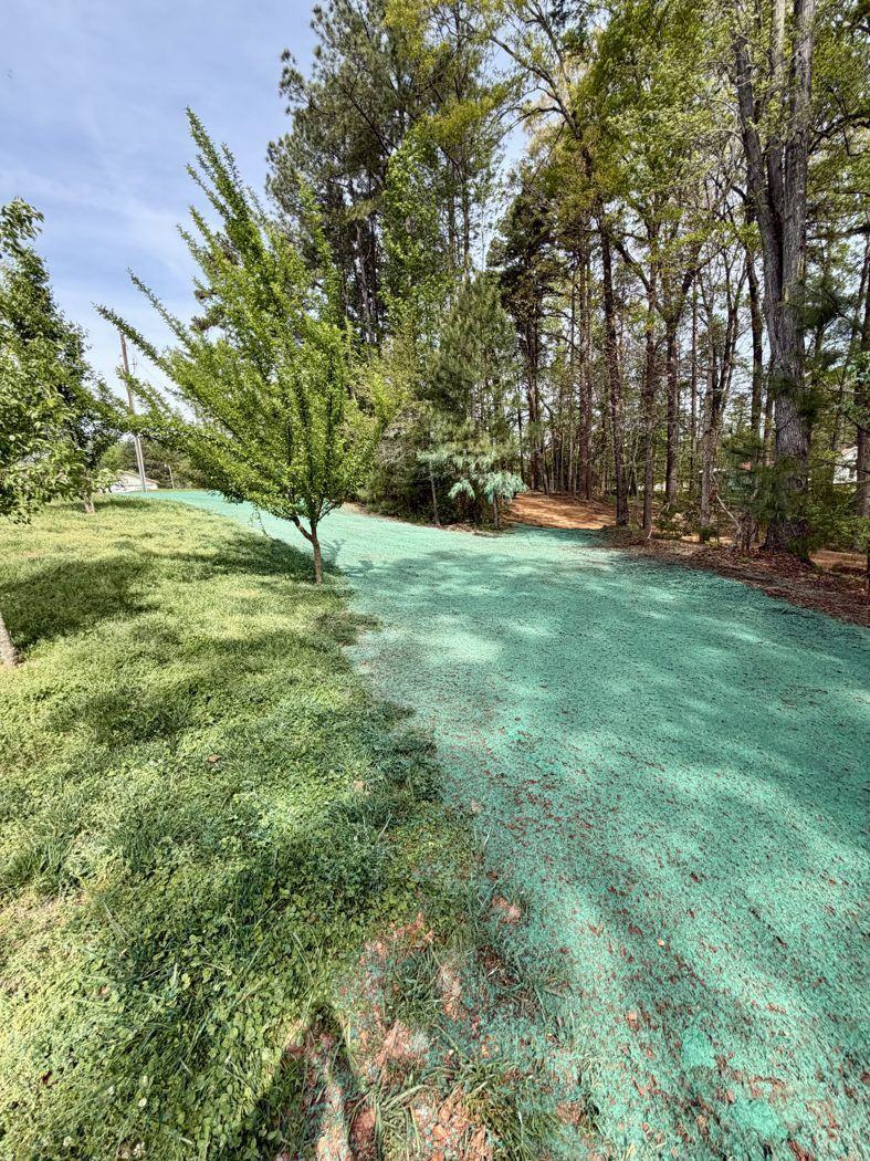 Residential yard meeting woodland edge, fresh hydroseed
