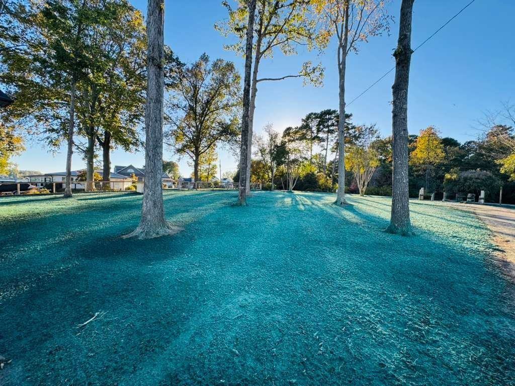 Large hydroseeded lawn in morning sunlight, Carolina Piedmont