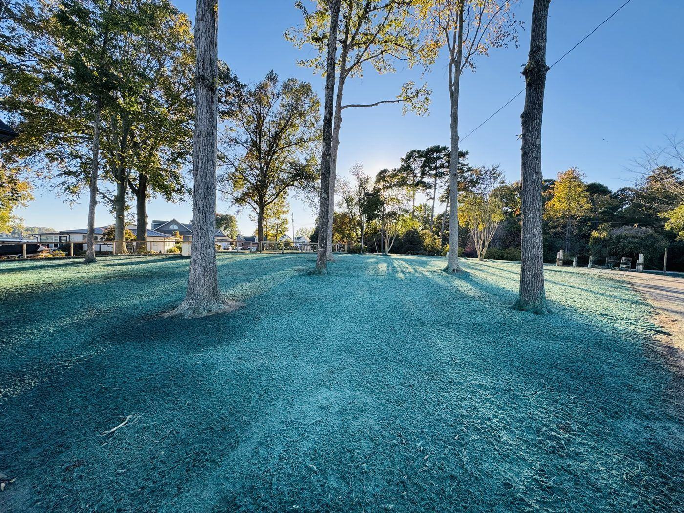Winter hydroseed application with fallen leaves, NC Piedmont
